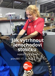 Jak vytrhnout lenochodovi stoličku