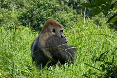Středoafrická republika - vyprávění (nejen) o gorilách