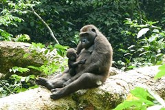 Středoafrická republika - vyprávění (nejen) o gorilách