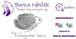 Burza rybiček - Praha Horní Počernice - Červen 2024