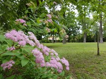 Zamocky park, Pezinok