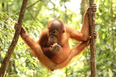 Sumatra - neopakovatelná příroda, mizející domov orangutanů