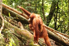 Sumatra - neopakovatelná příroda, mizející domov orangutanů