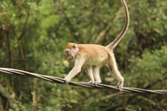 Sumatra - neopakovatelná příroda, mizející domov orangutanů