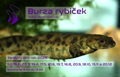 Burza rybiček - Praha (Horní Počernice) - Leden 2025