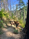 Z Mexika do Kanady: Pacifická hřebenovka