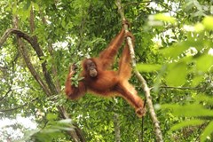 Sumatra - neopakovatelná příroda, mizející domov orangutanů