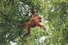 Sumatra - neopakovatelná příroda, mizející domov orangutanů