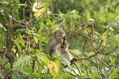 Sumatra - neopakovatelná příroda, mizející domov orangutanů