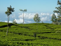 Tropické ráje Asie  - Sri Lanka  a Maledivy trochu jinak